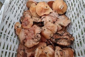 Cesta de niscalos