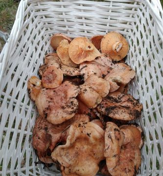 Cesta de niscalos