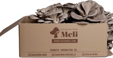 Kit Autocultivo Setas Ostra Meli