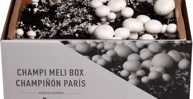 Kit Autocultivo Champi&ntilde;&oacute;n Par&iacute;s Meli