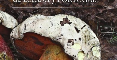 Gu&iacute;a de boletus