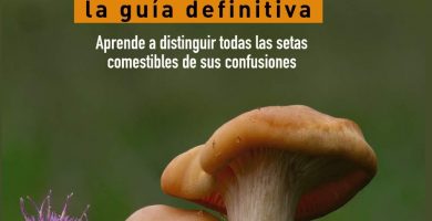 Gu&iacute;a de setas