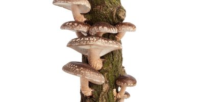 Kit autocultivo setas shiitake